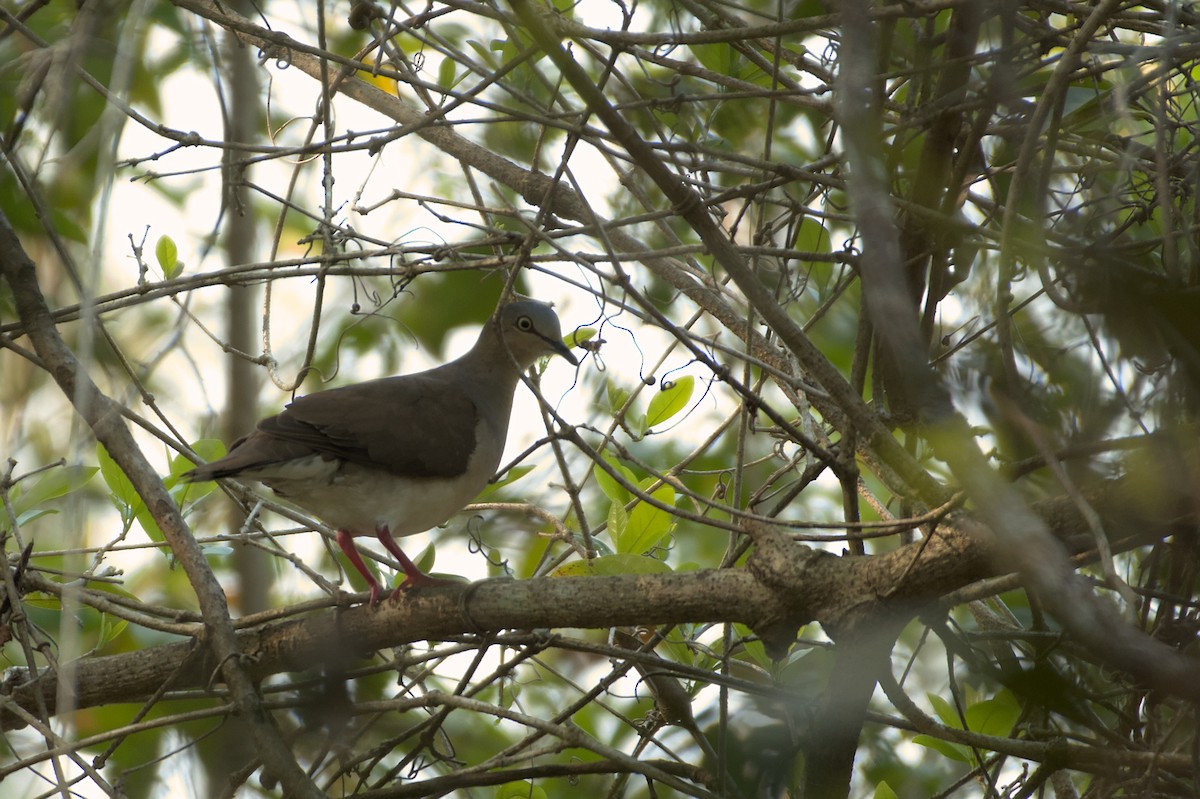 Paloma Montaraz Cabecigrís (plumbeiceps/notia) - ML608975843