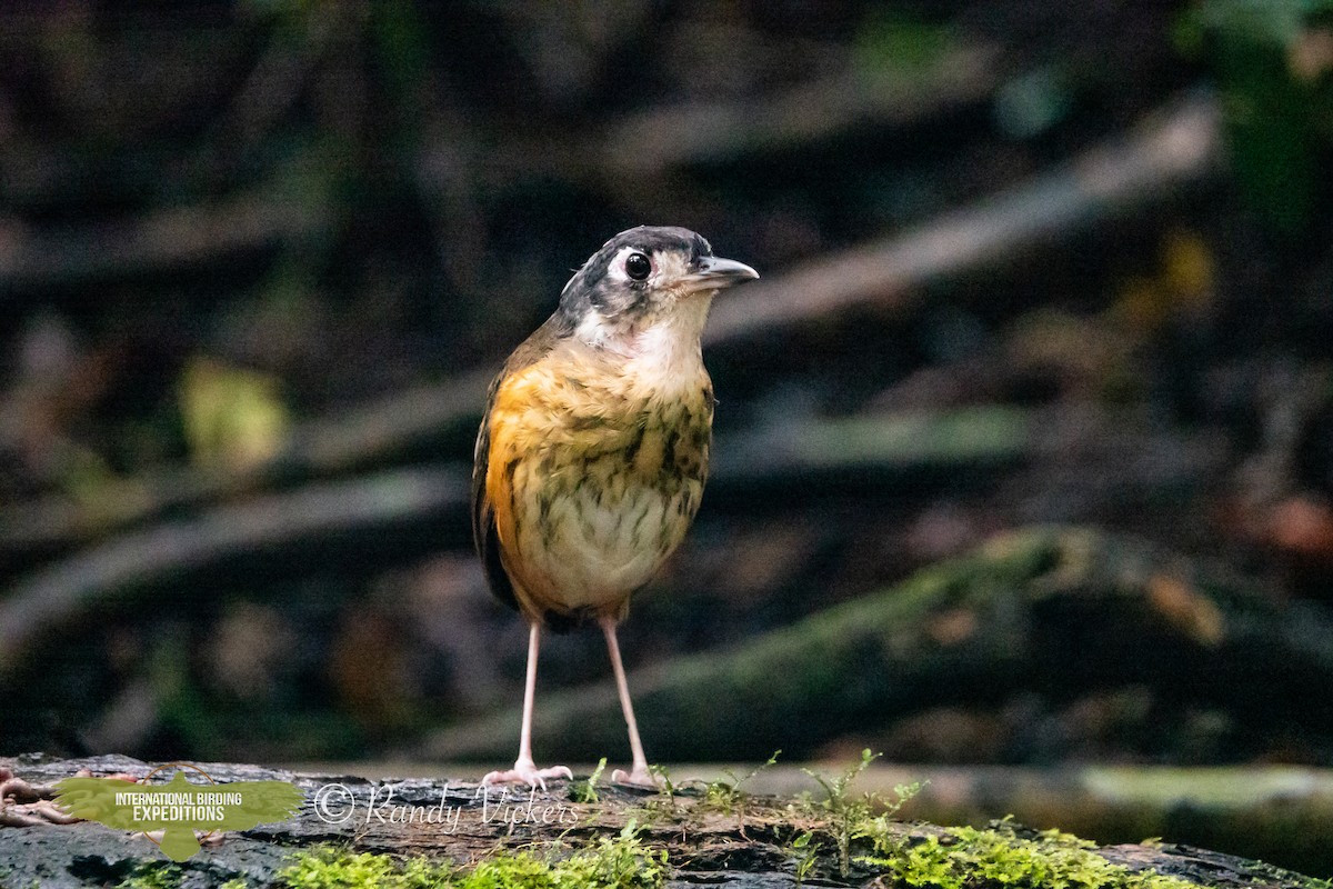 White-lored Antpitta - ML608975940