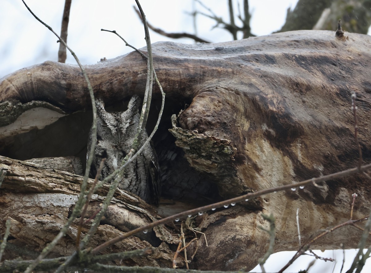 Eastern Screech-Owl - ML608975957
