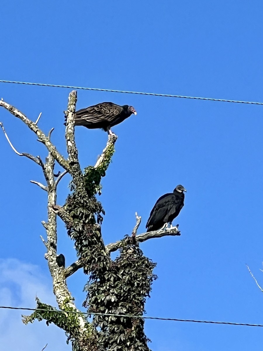 Black Vulture - ML608976260