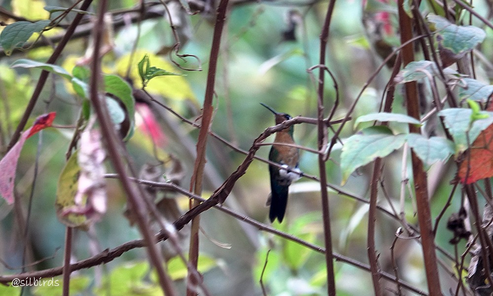 Blue-capped Puffleg - ML608976289