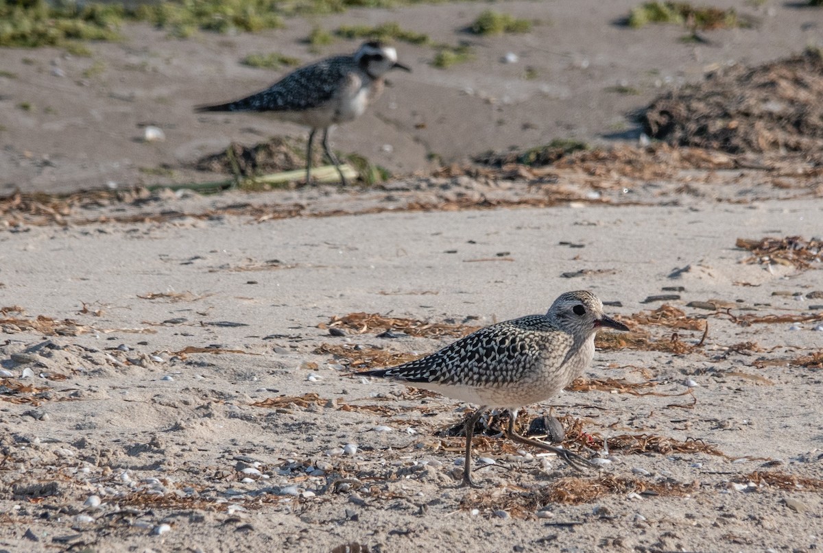 Black-bellied Plover - Gale VerHague