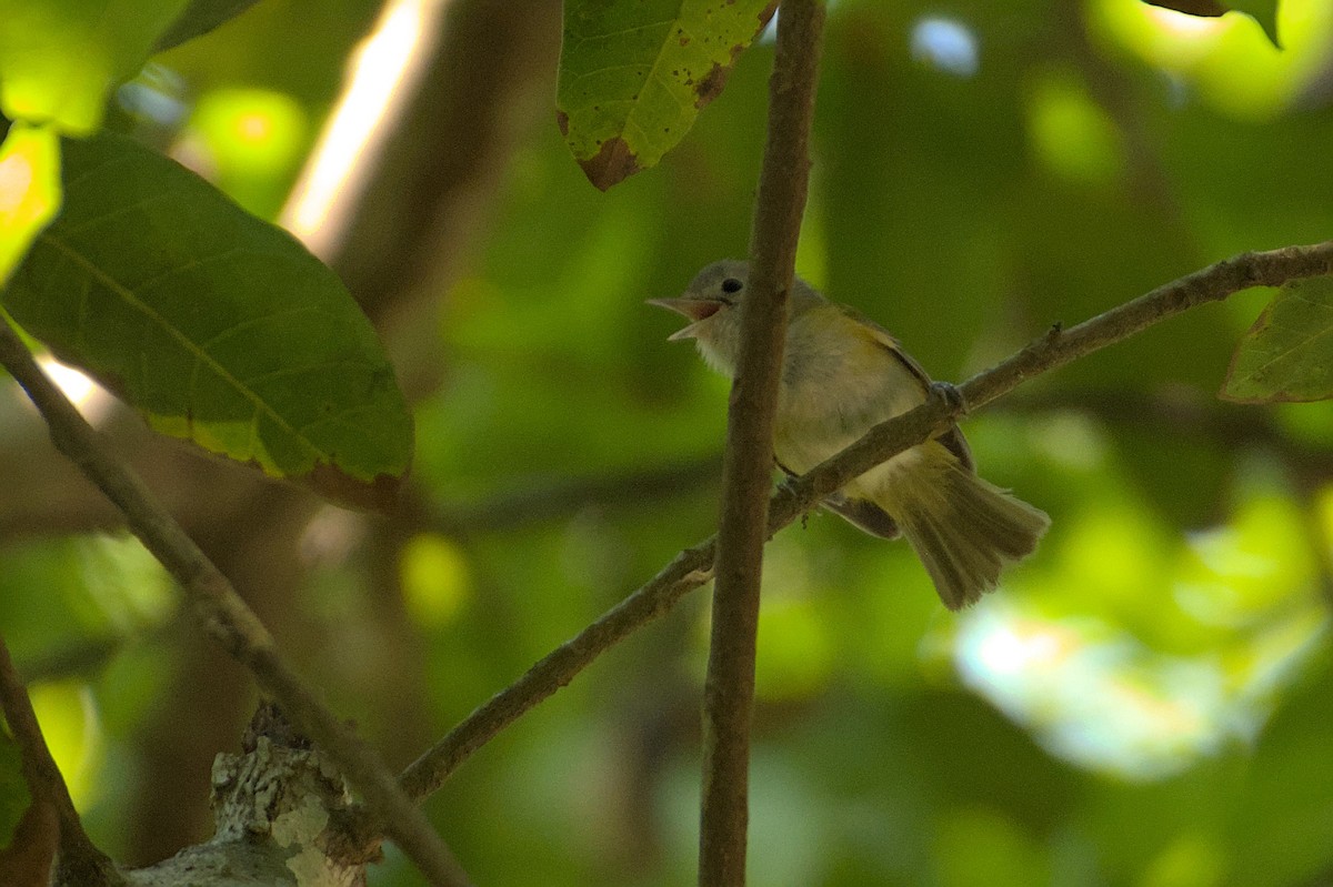 Graukappenvireo (decurtata/darienensis) - ML608976519