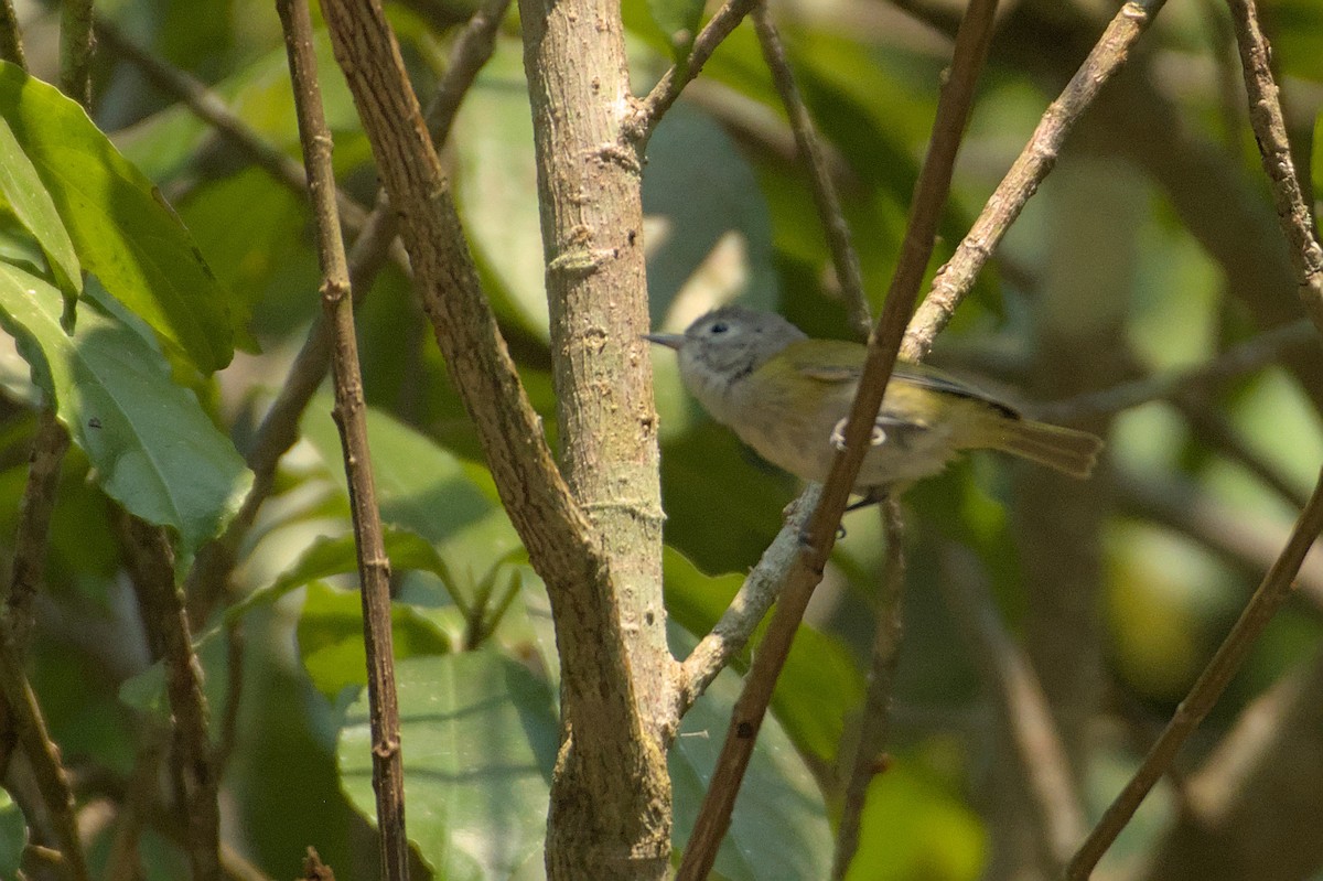 Lesser Greenlet (Northern) - Ashwani Sharma