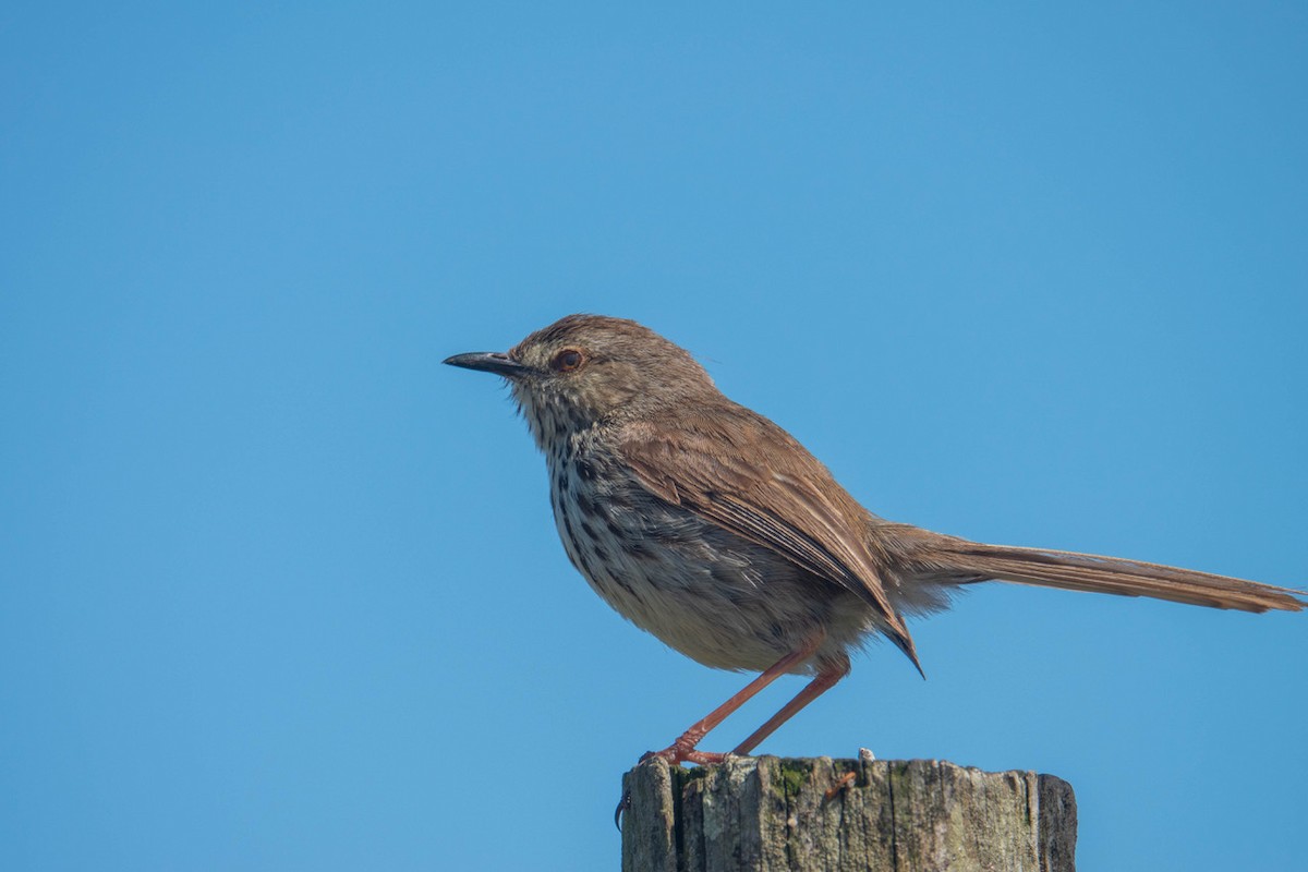 Karoo Prinia - Rhys Gwilliam