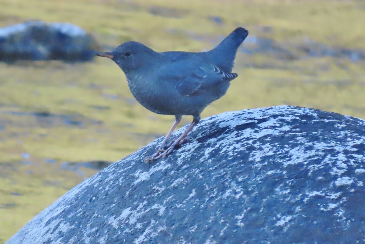 American Dipper - ML608976636