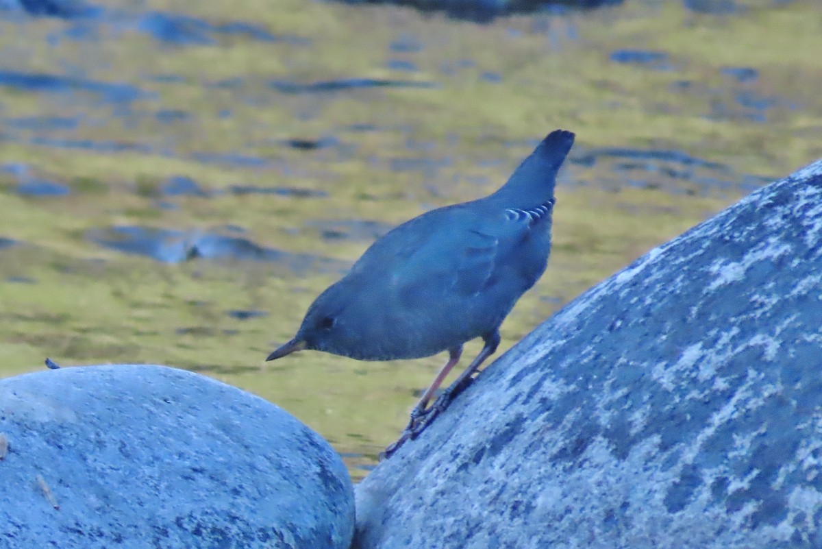 American Dipper - ML608976637