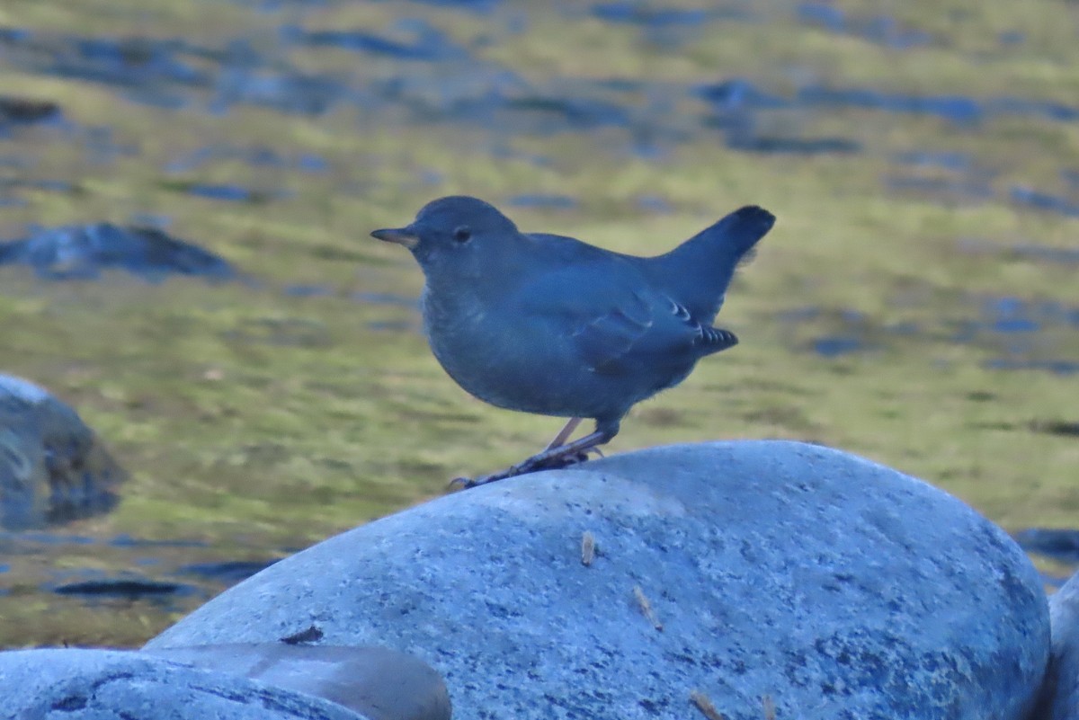 American Dipper - ML608976638