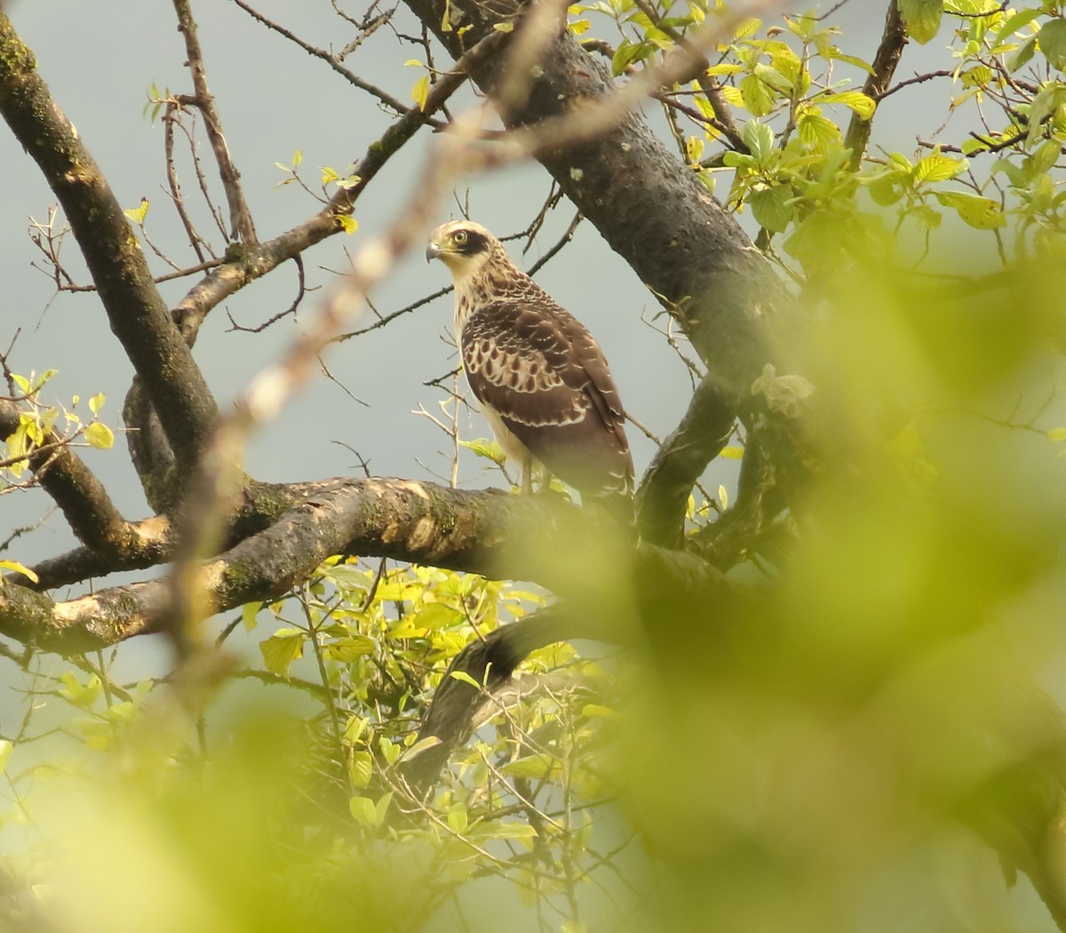 Crested Serpent-Eagle - ML608976753