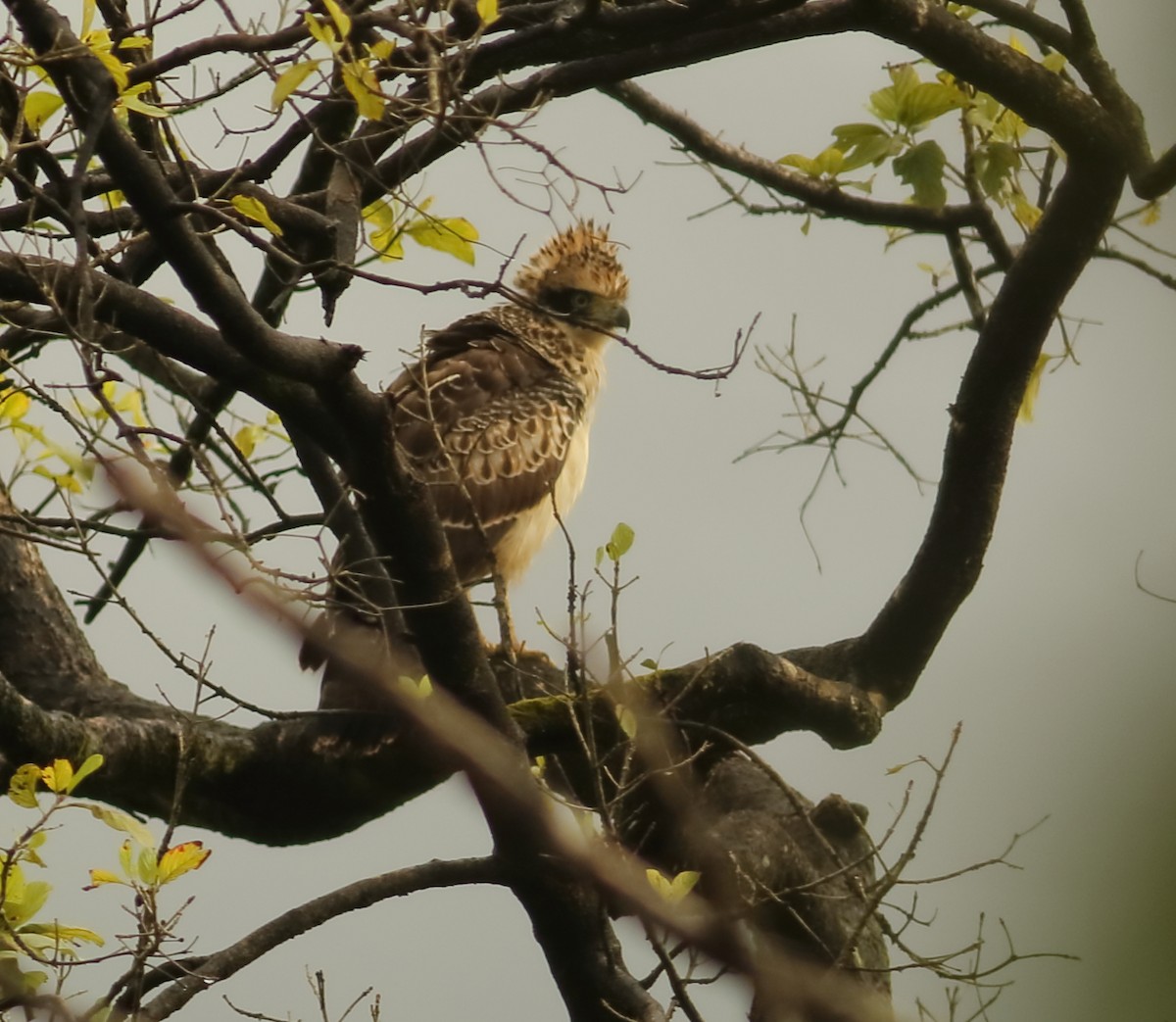 Crested Serpent-Eagle - Savio Fonseca (www.avocet-peregrine.com)