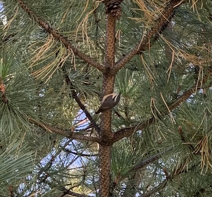 Red-breasted Nuthatch - ML608976809