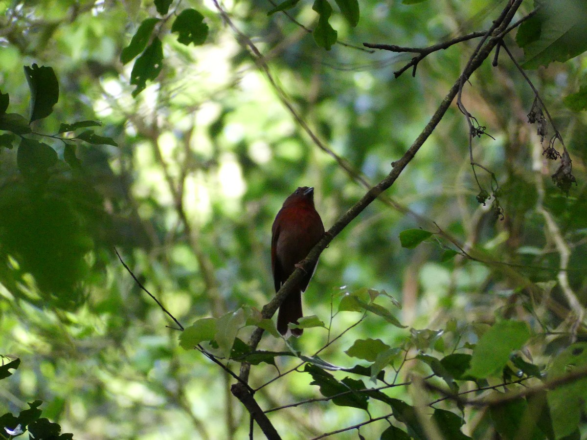 Red-crowned Ant-Tanager - ML608976820