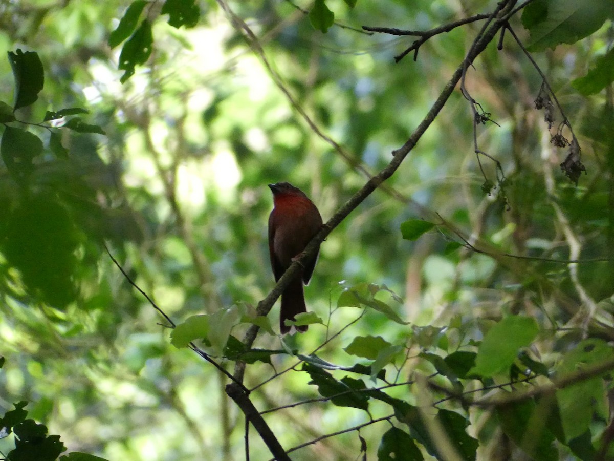 Red-crowned Ant-Tanager - ML608976822