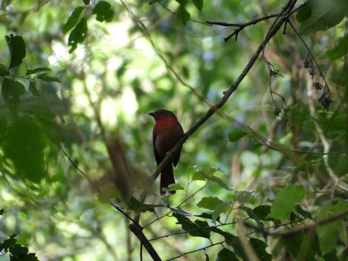 Red-crowned Ant-Tanager - ML608976823