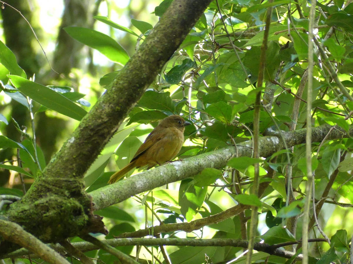 Red-crowned Ant-Tanager - ML608976825