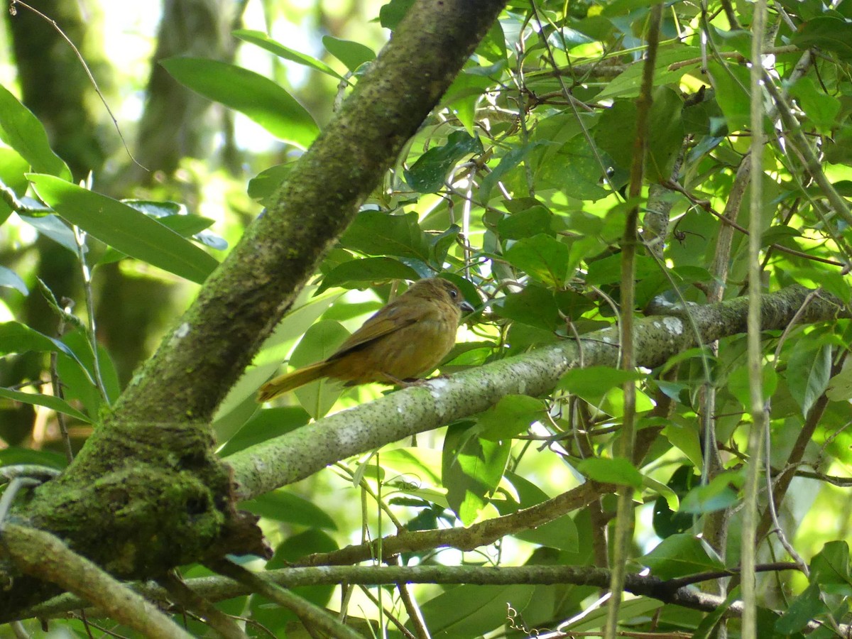 Red-crowned Ant-Tanager - ML608976828
