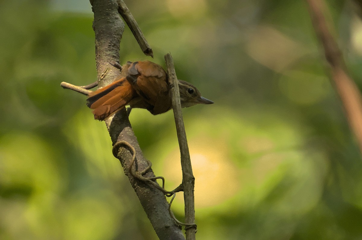 Plain Xenops (mexicanus Group) - ML608977050