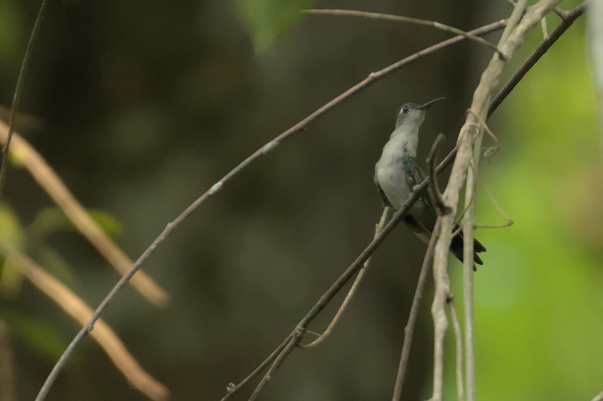 Wedge-tailed Sabrewing (Wedge-tailed) - Ashwani Sharma