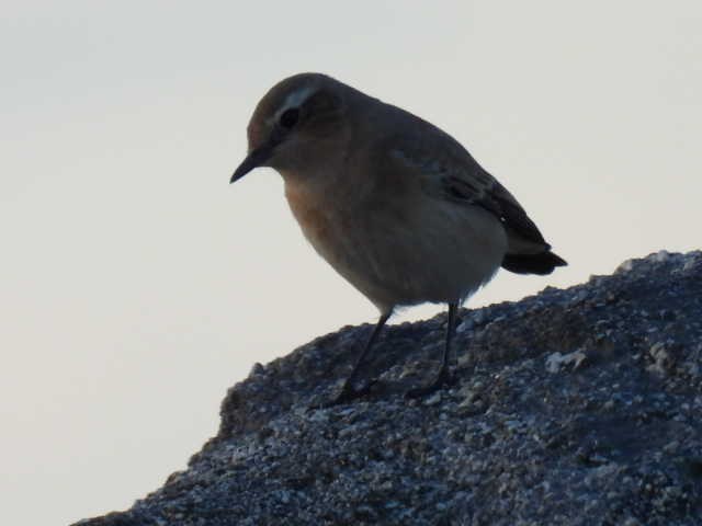 Northern Wheatear (Eurasian) - Joe McGill