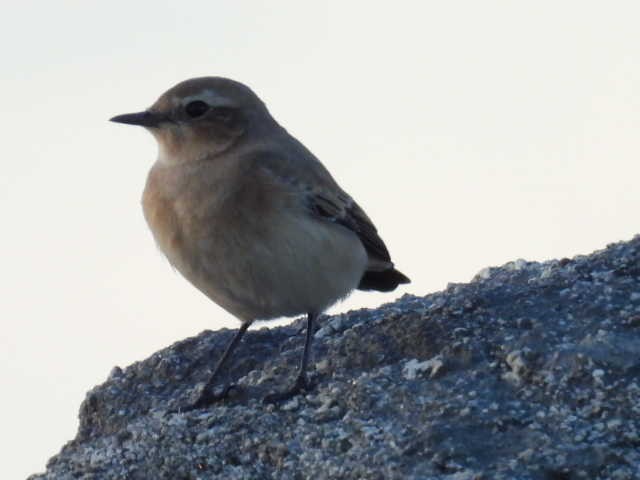 Steinschmätzer (oenanthe/libanotica) - ML608977124