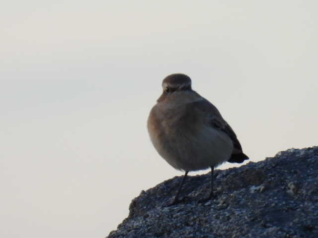 Steinschmätzer (oenanthe/libanotica) - ML608977127