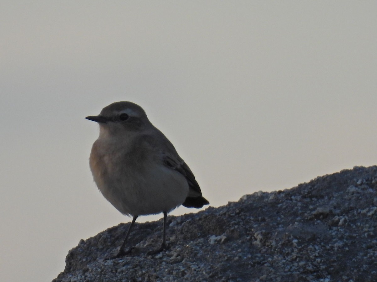 Northern Wheatear (Eurasian) - ML608977128