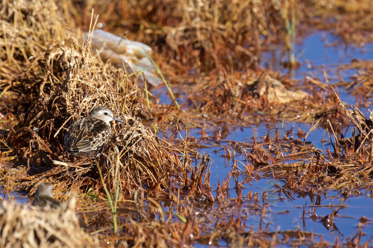 Least Sandpiper - ML608977511