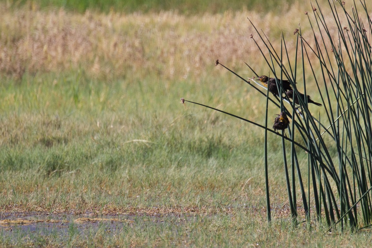 Yellow-headed Blackbird - ML608977523