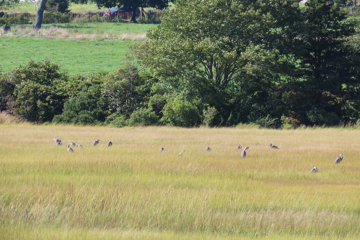 Great Blue Heron - ML608977596