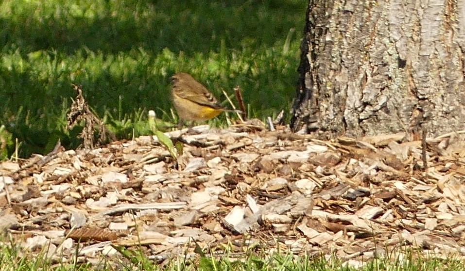 Palm Warbler - ML608977710