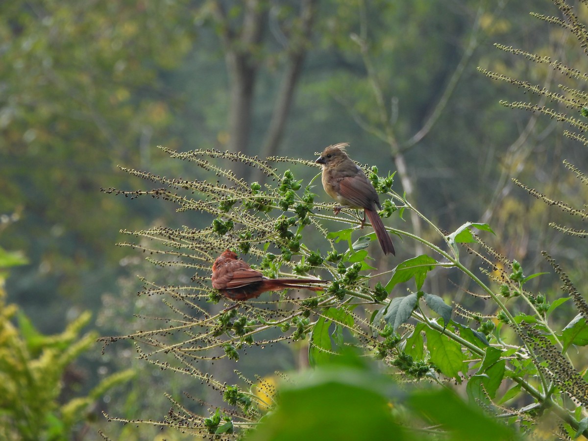 Northern Cardinal - ML608977860