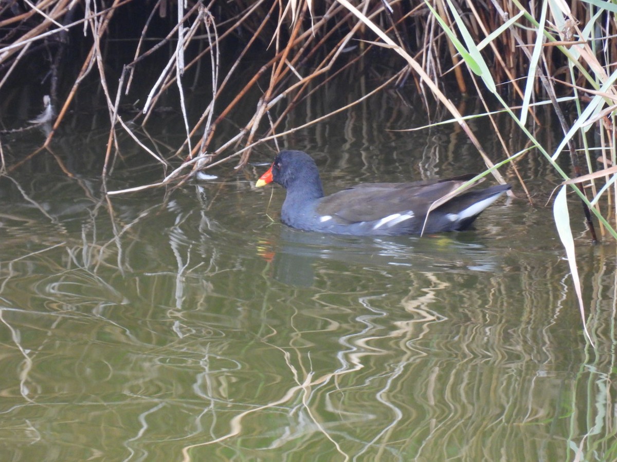 Eurasian Moorhen - ML608977862