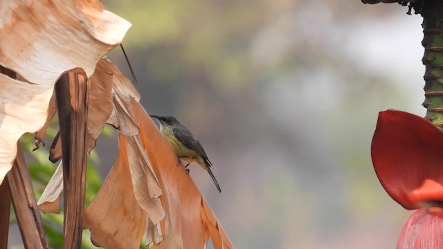 Нектарка бронзова - ML608977890