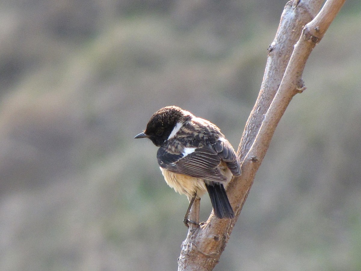 Amur Stonechat - ML608977973