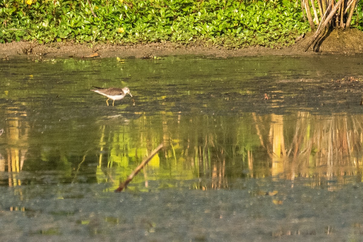 Solitary Sandpiper - ML608978021