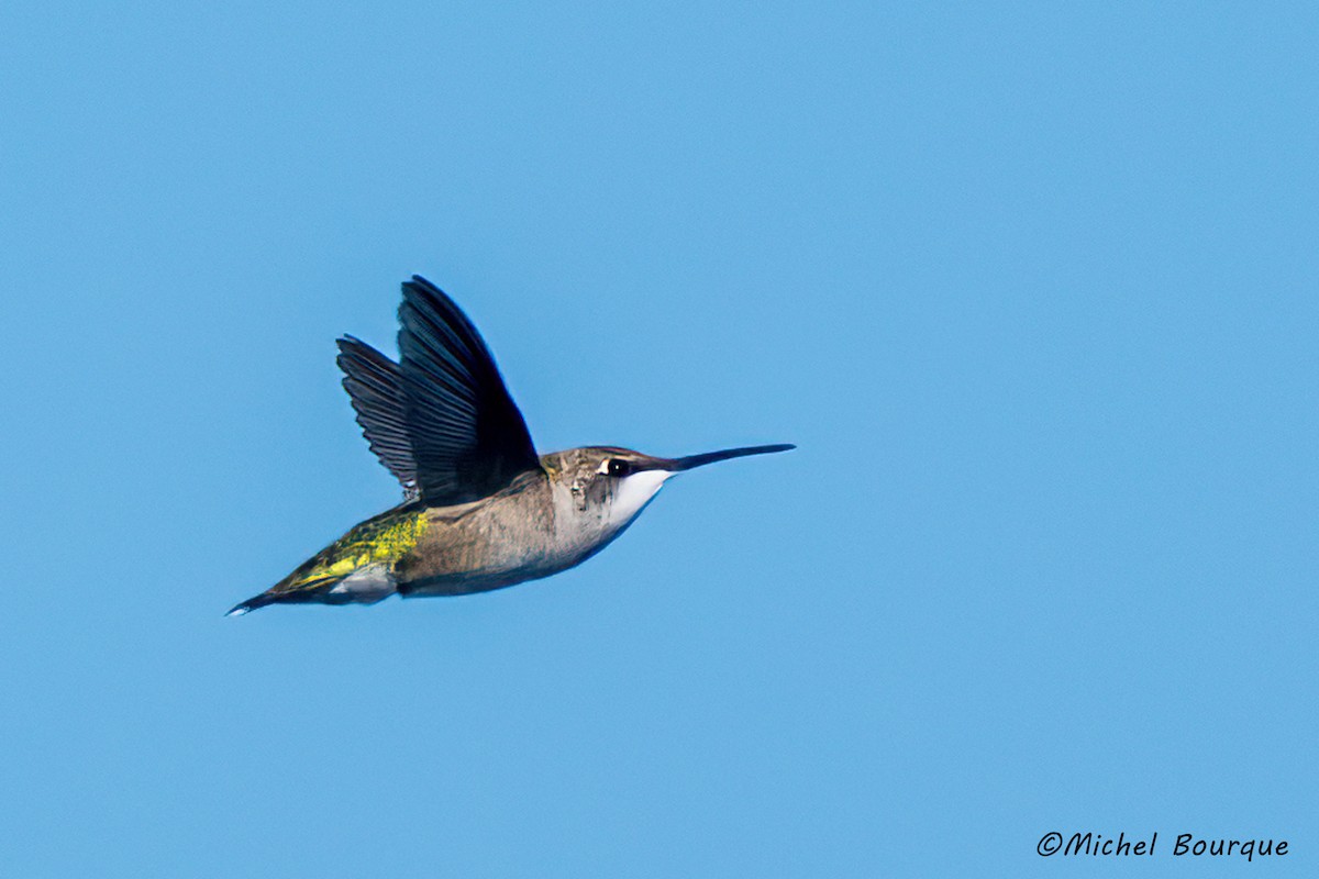 Colibri à gorge rubis - ML608978043