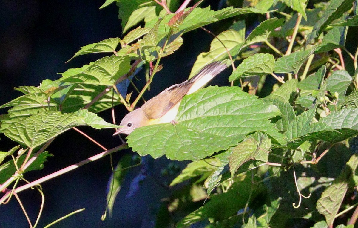 American Redstart - ML608978045