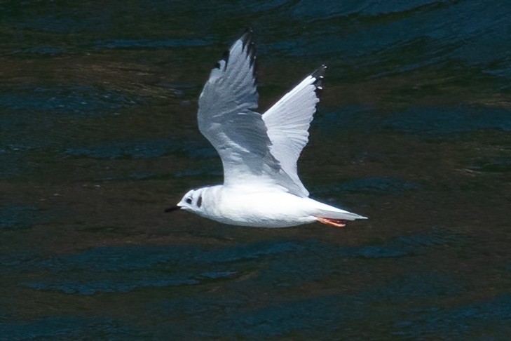 Mouette tridactyle - ML608978241