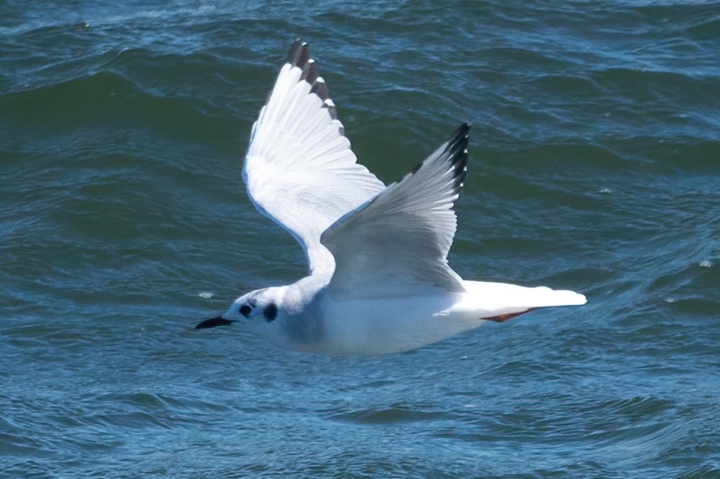 Mouette tridactyle - ML608978242