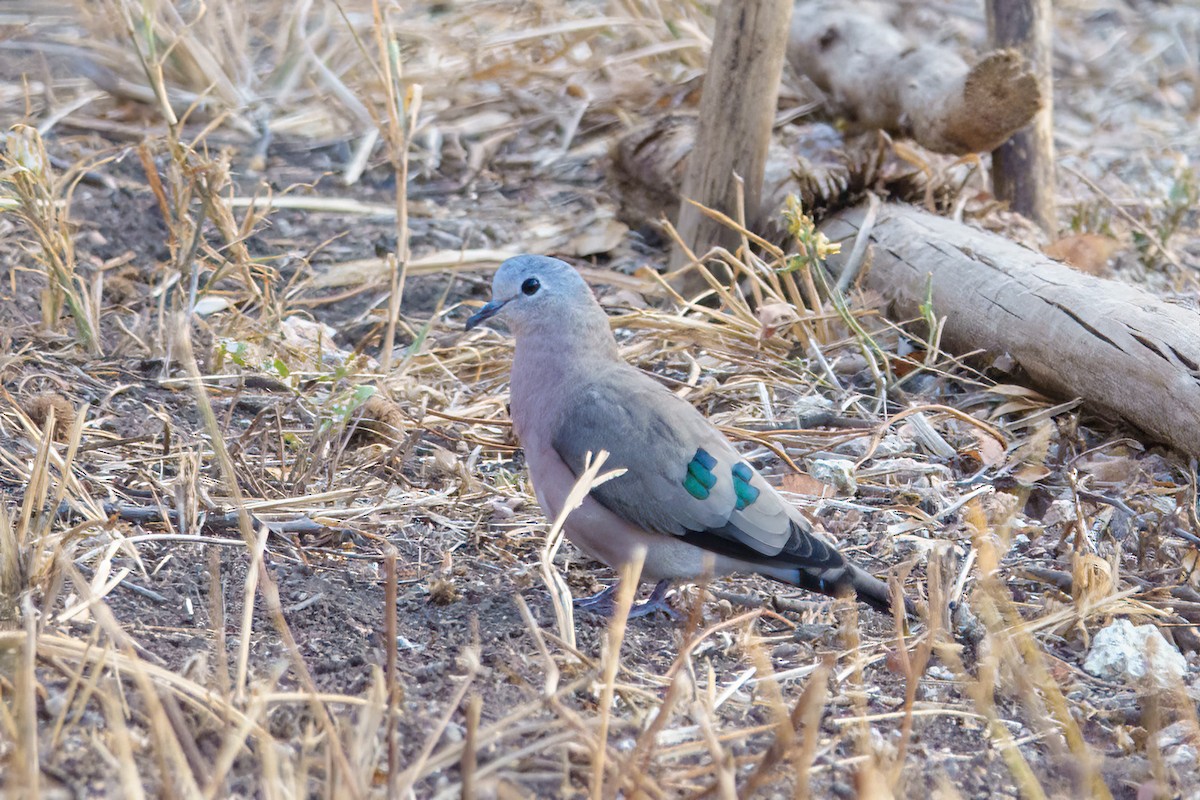Emerald-spotted Wood-Dove - Leslie Morgan