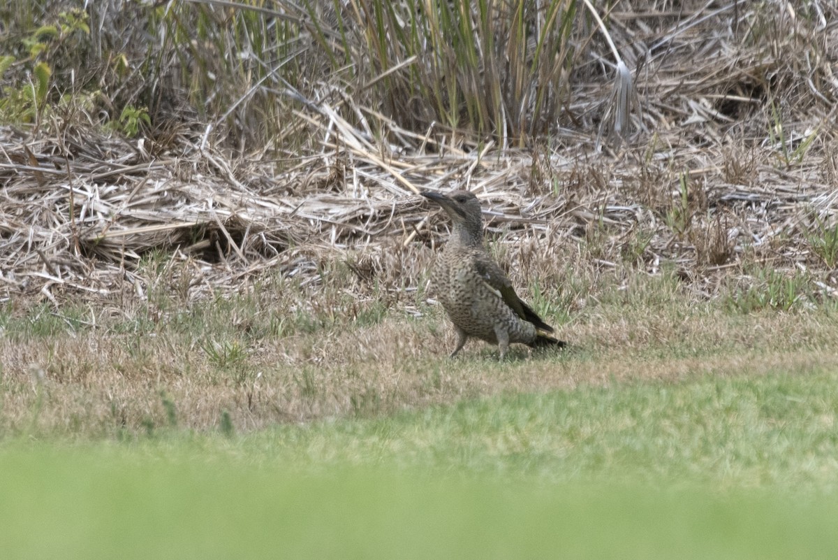 Iberian Green Woodpecker - ML608978348