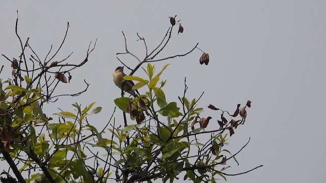 Hyliote à ventre jaune - ML608978408