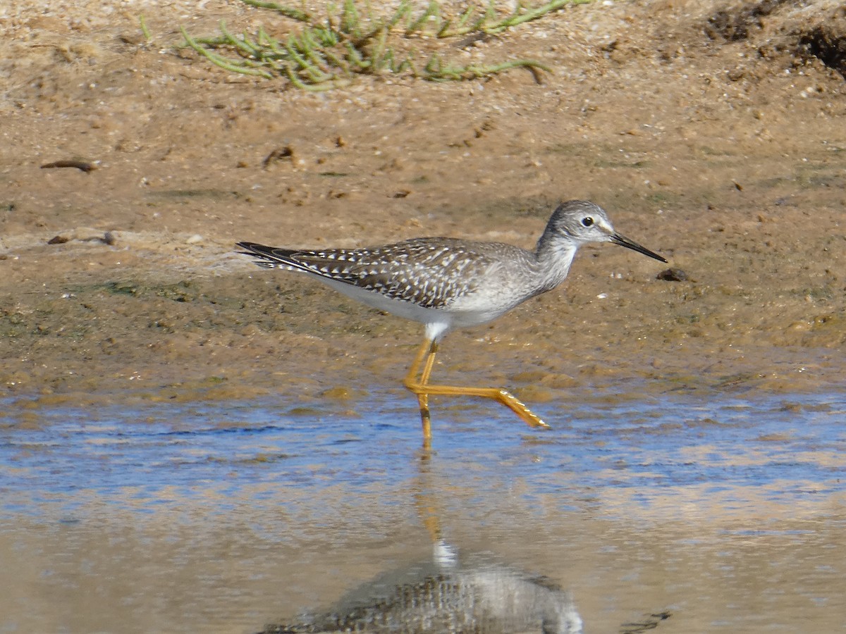 Lesser Yellowlegs - ML608978565