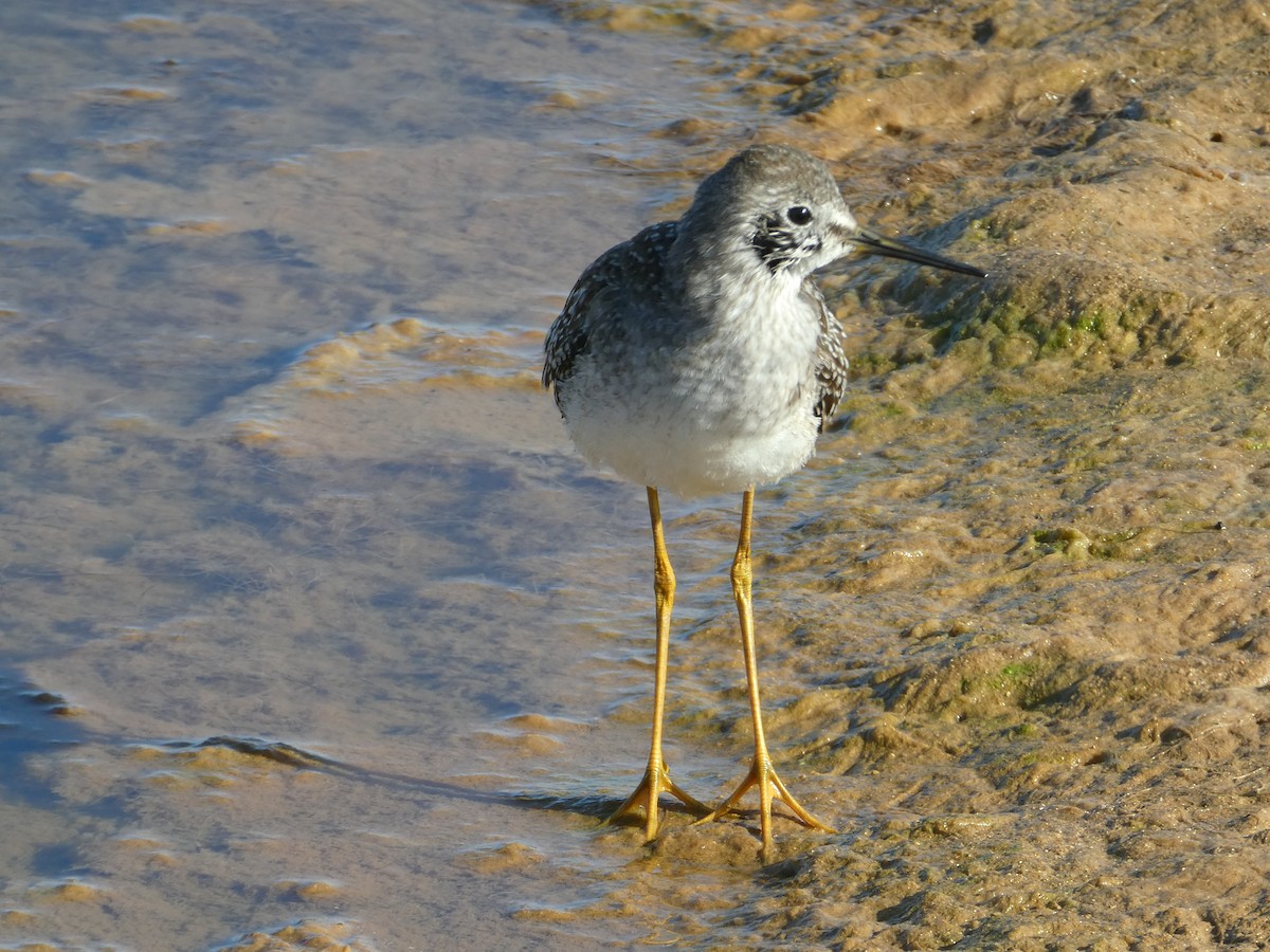 Lesser Yellowlegs - ML608978567