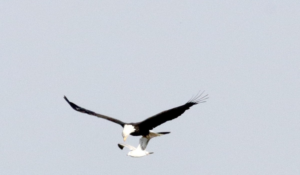 Ring-billed Gull - ML608978639