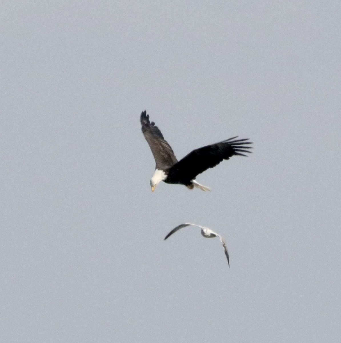 Ring-billed Gull - ML608978640