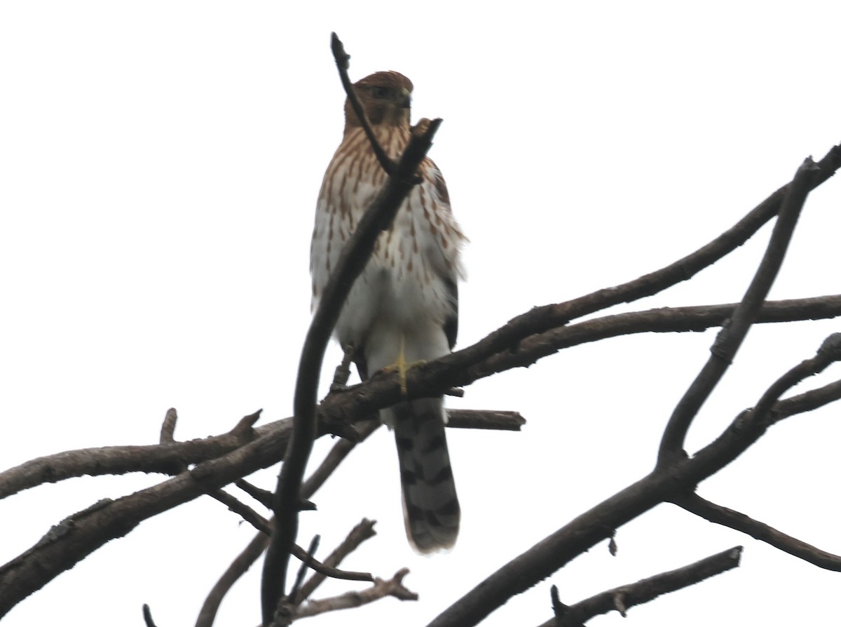 Cooper's Hawk - ML608978705