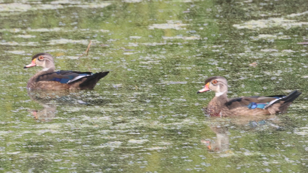 Wood Duck - ML608978718