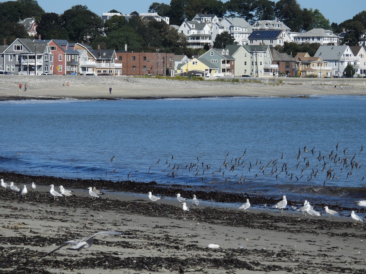 Ring-billed Gull - ML608978817