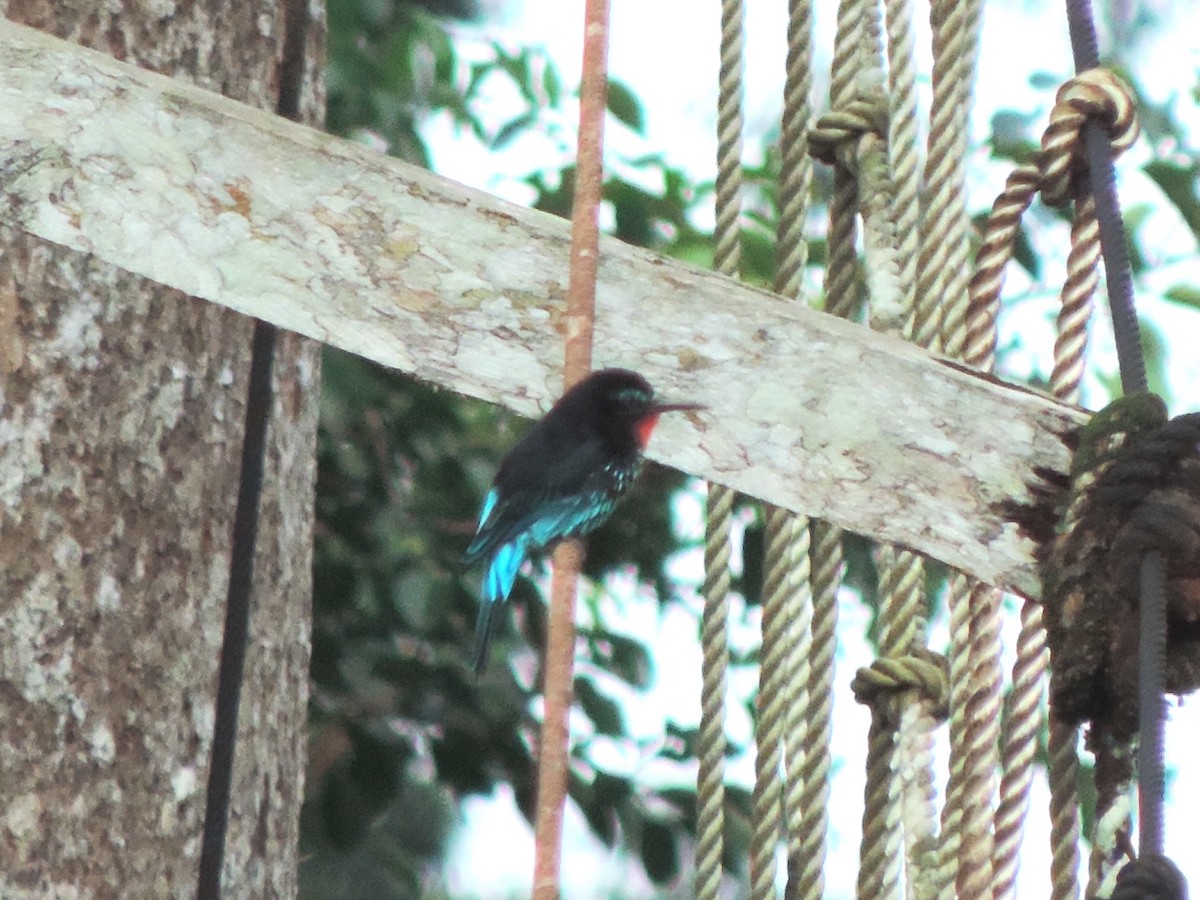 Black Bee-eater - ML608978840